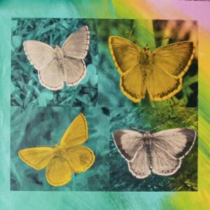 Butterflies