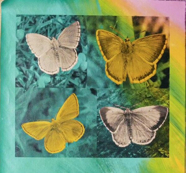 Butterflies